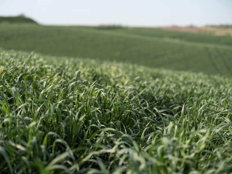 Factors Affecting Carbon Sequestration